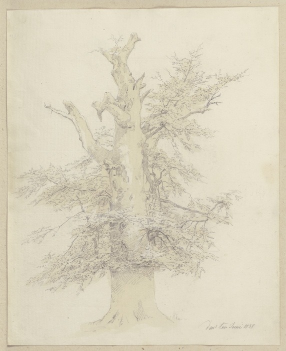 Baum mit mächtigem Stamm a Carl Theodor Reiffenstein