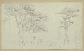 Group of trees