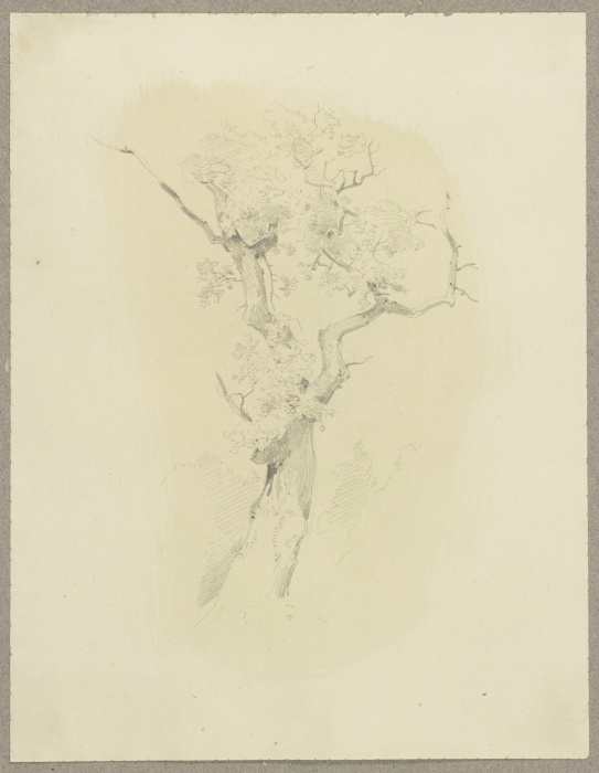 Treetop a Carl Theodor Reiffenstein