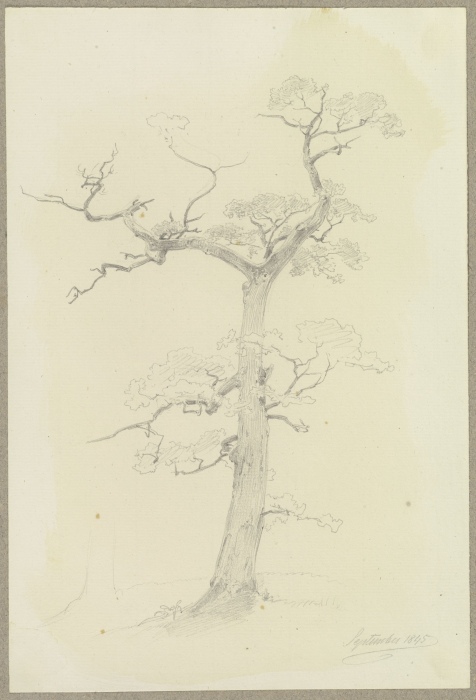 Ein großenteils abgestorbener Baum a Carl Theodor Reiffenstein