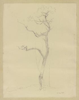 A leafless tree