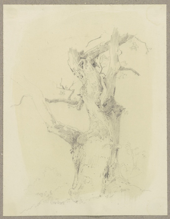 Knobby tree a Carl Theodor Reiffenstein