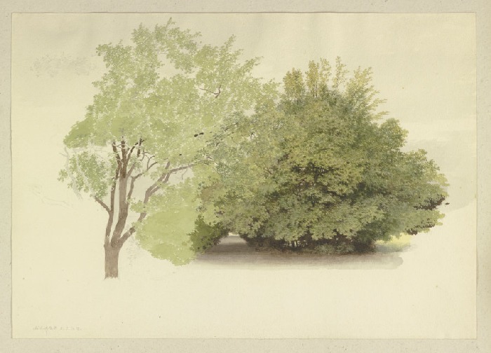 Links ein Baum, rechts hohes Gehölz a Carl Theodor Reiffenstein