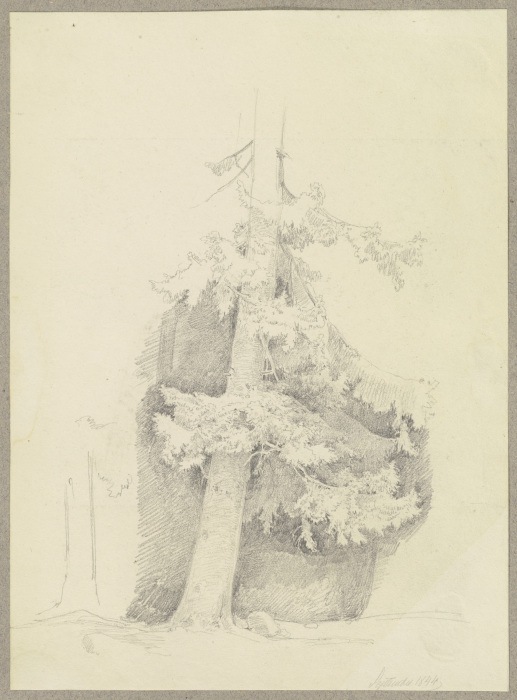 Conifer a Carl Theodor Reiffenstein