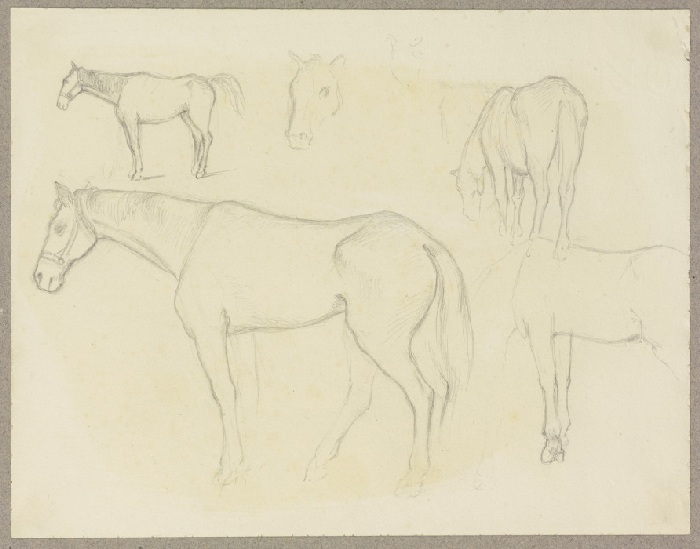 Study sheet: Horses a Carl Theodor Reiffenstein