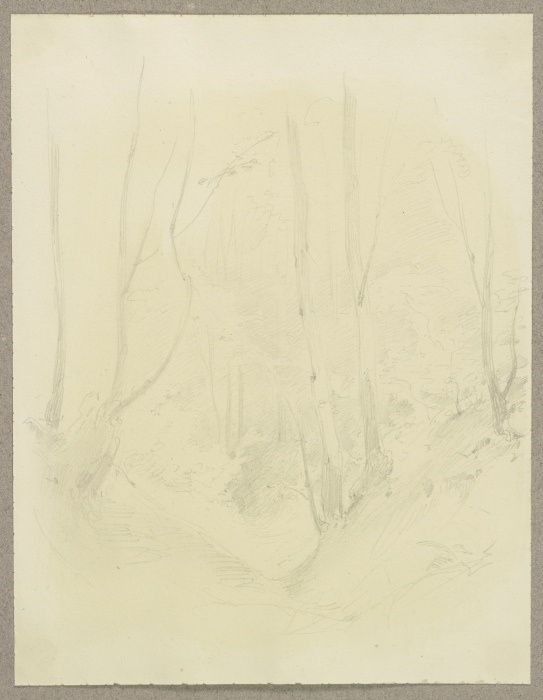 Forest section a Carl Theodor Reiffenstein