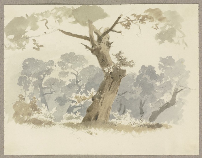 Waldpartie, im Vordergrund ein krumm gewachsener Baum a Carl Theodor Reiffenstein