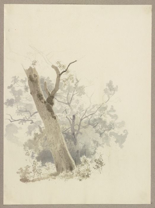 Waldpartie, im Vordergrund ein schief gewachsener Baum a Carl Theodor Reiffenstein