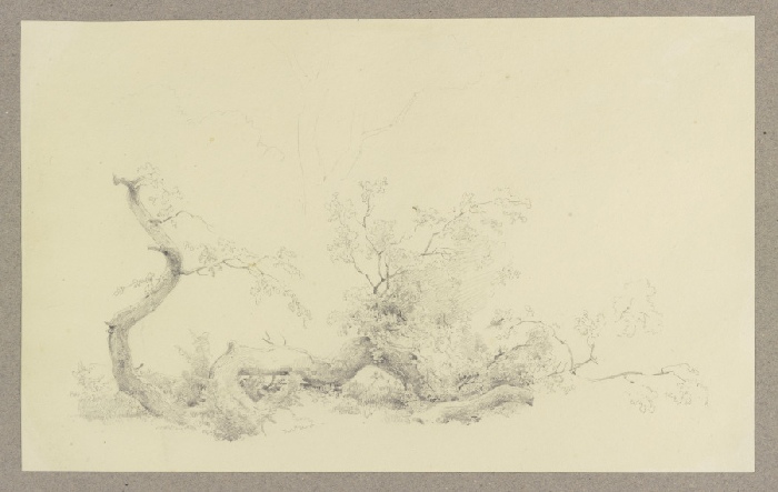 Zu Boden gefallener Hauptast eines Baumes a Carl Theodor Reiffenstein