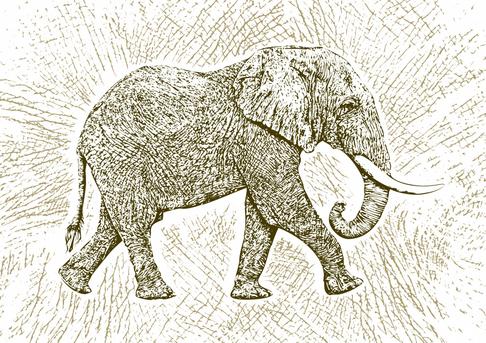 Africa Elephant texture pattern a Carlo Kaminski