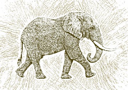 Africa Elephant texture pattern