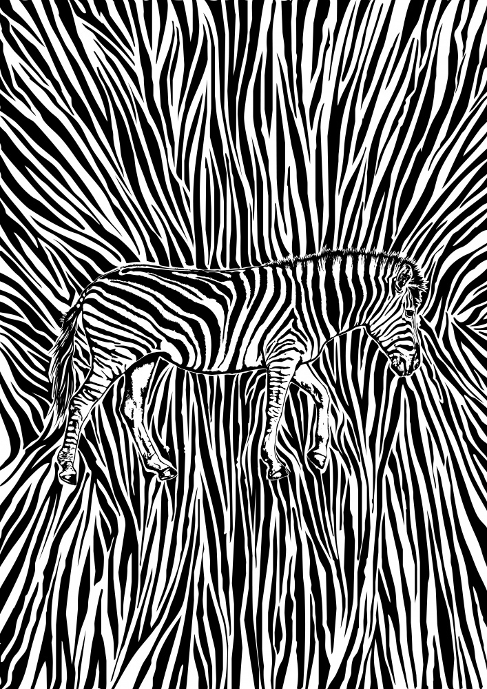 African Zebra striking camouflage a Carlo Kaminski