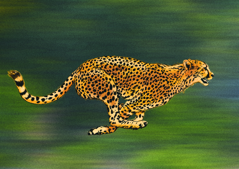 Cheetah Full Sprint a Carlo Kaminski