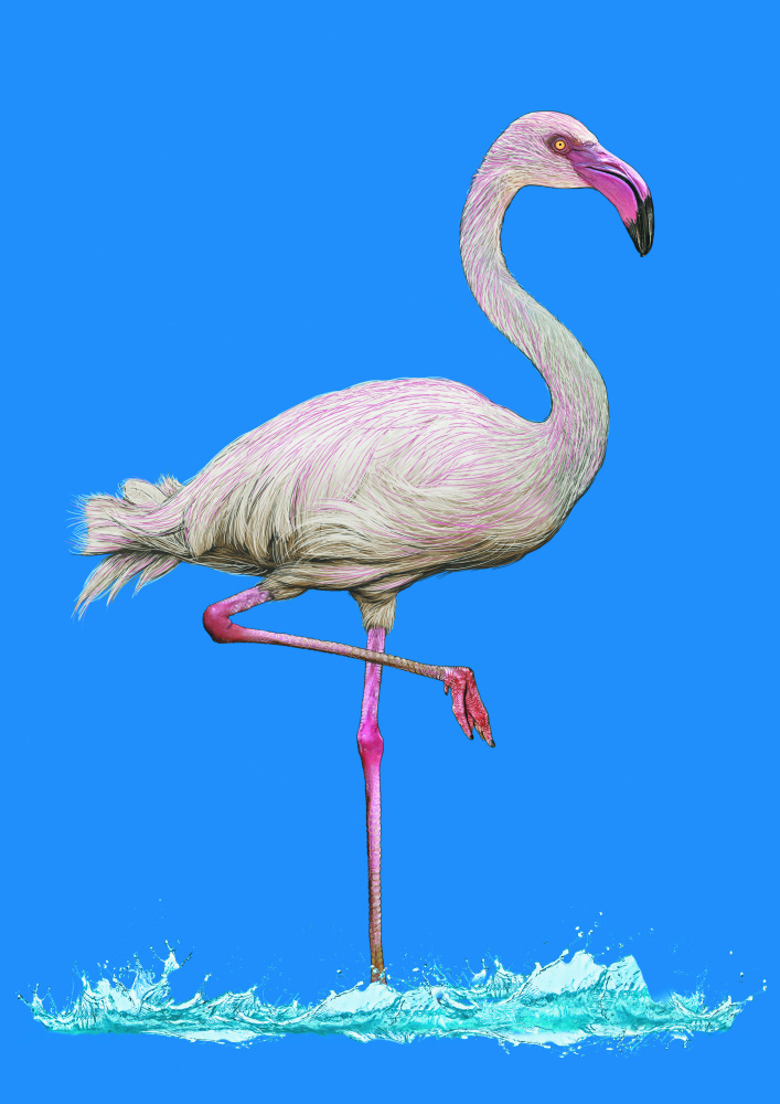 Pinkish Flamingo in water blue sky a Carlo Kaminski