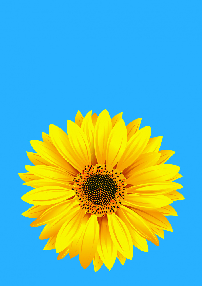 Sunflower On Blue (h) a Carlo Kaminski