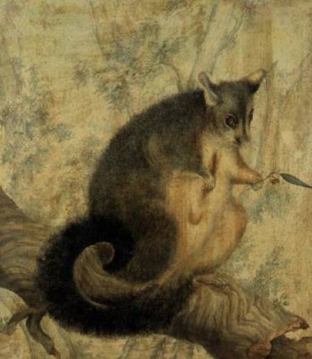 The Possum a Caroline Louisa Atkinson