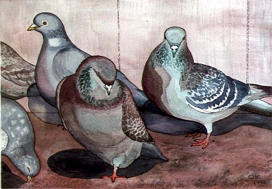 Pigeons (w/c on paper)  a Carolyn  Hubbard-Ford