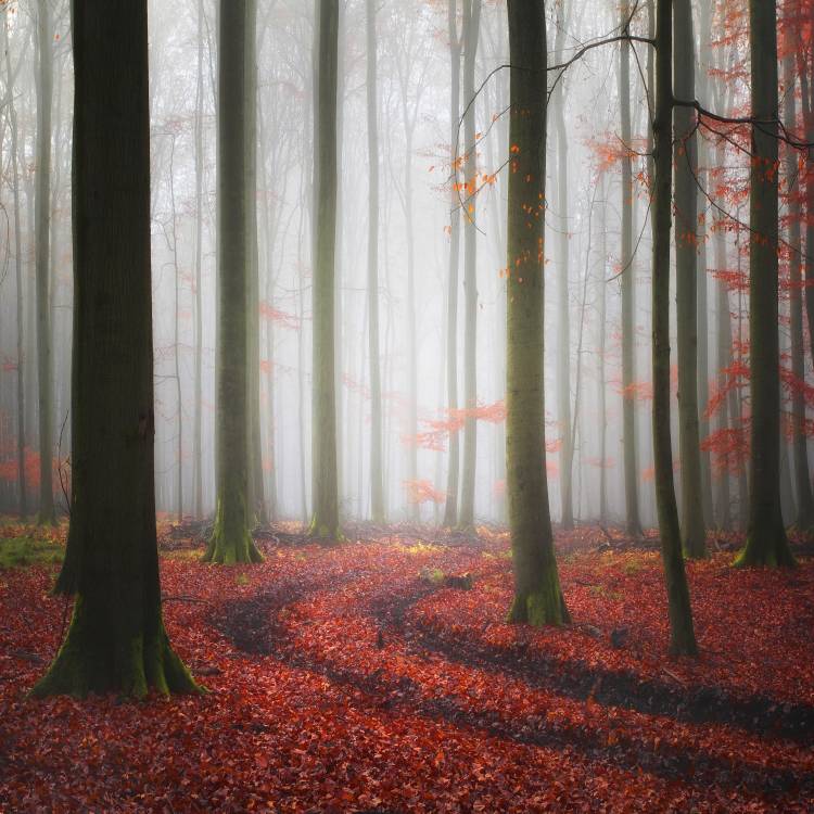 Autumnal Tracks a Carsten Meyerdierks