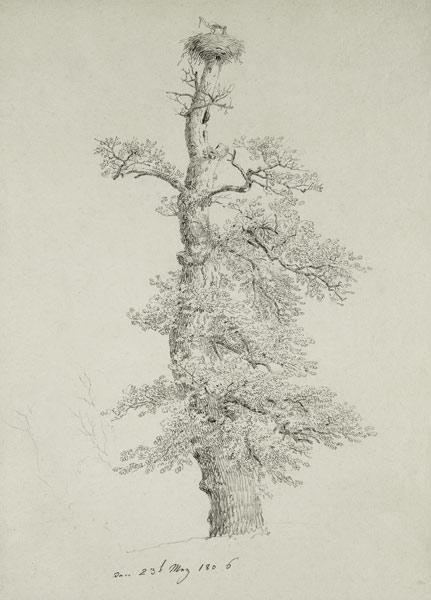 Ancient Oak Tree with a Stork's Nest a Caspar David Friedrich
