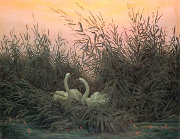 Swans in the Reeds a Caspar David Friedrich