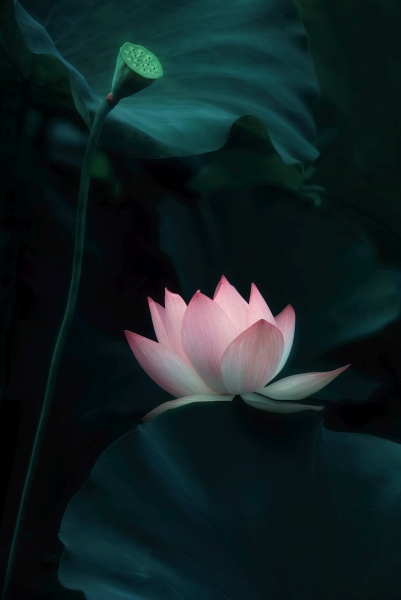 Lotus Flower a Catherine W.