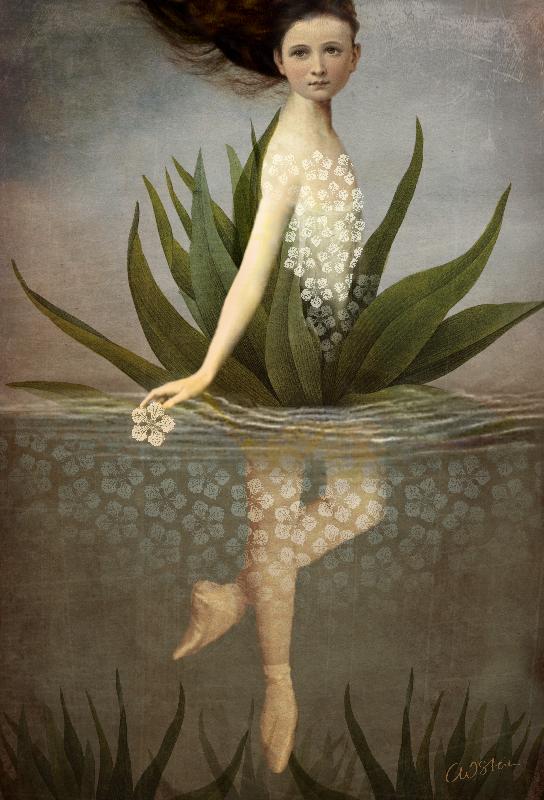 Giglio d'acqua a Catrin Welz-Stein