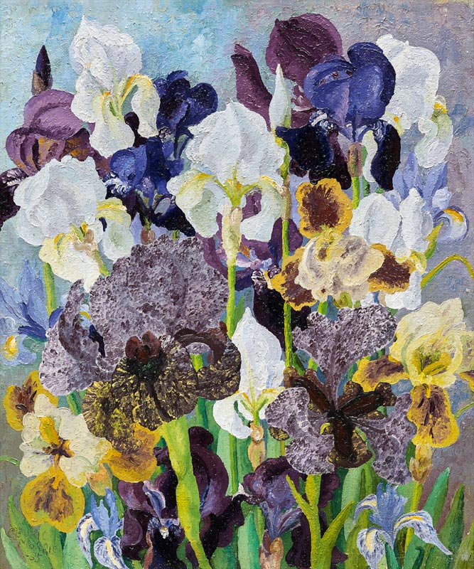 May Flowering Irises a Cedric Morris