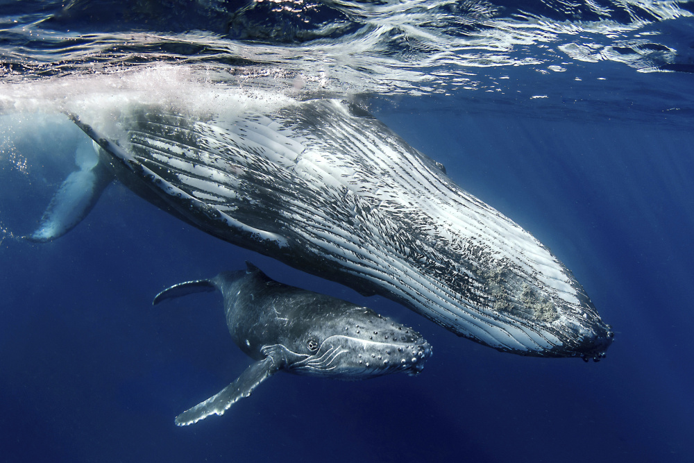 Humpback Whales a Cédric Péneau