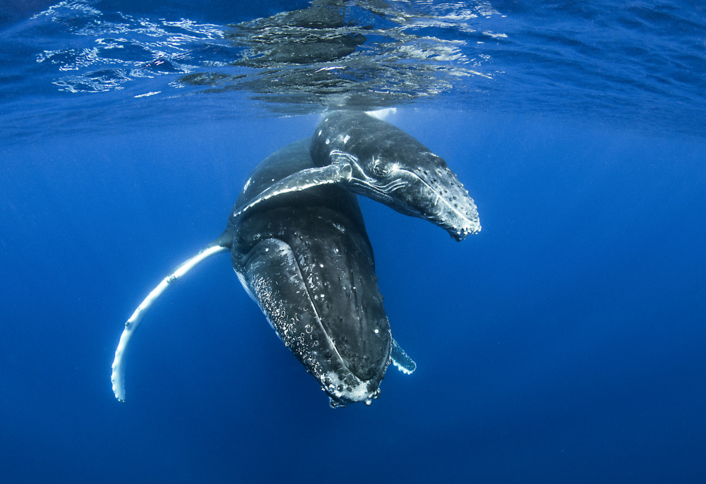 Humpback whales a Cédric Péneau