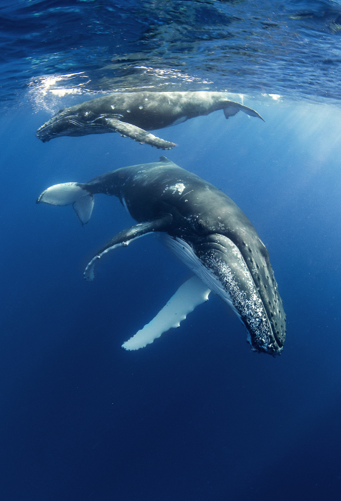 Humpback Whales a Cédric Péneau