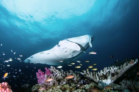 Manta on the reef