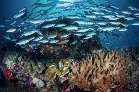 Raja Ampat