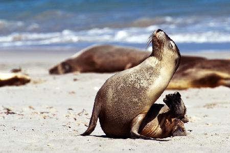 Dancing Seal