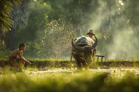 Thailand farmers