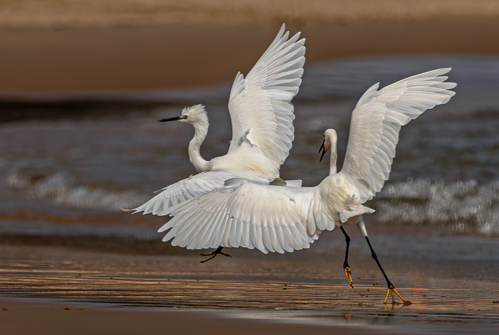 ...the Heron fight... a Charlaine Gerber