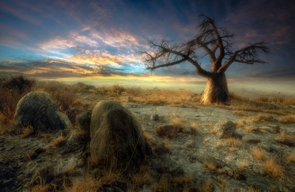 An age old tree of Kubu Island a Charlaine Gerber