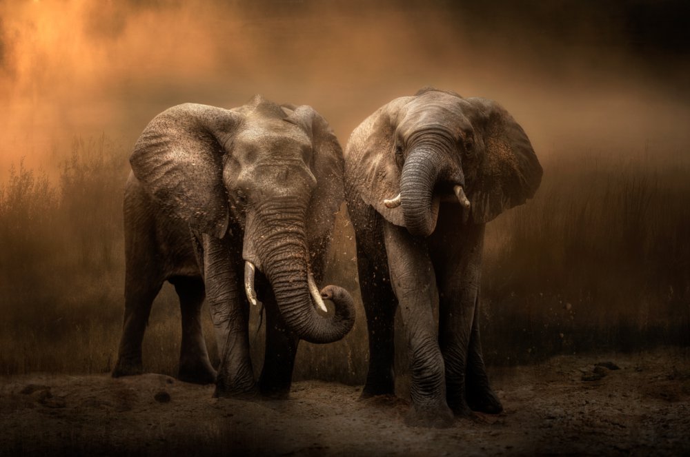 Elephants dust bath... a Charlaine Gerber