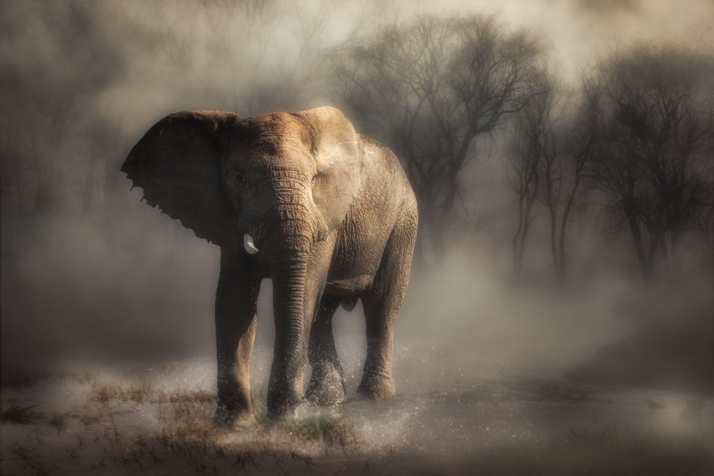 “....elephant drinking water...’ a Charlaine Gerber
