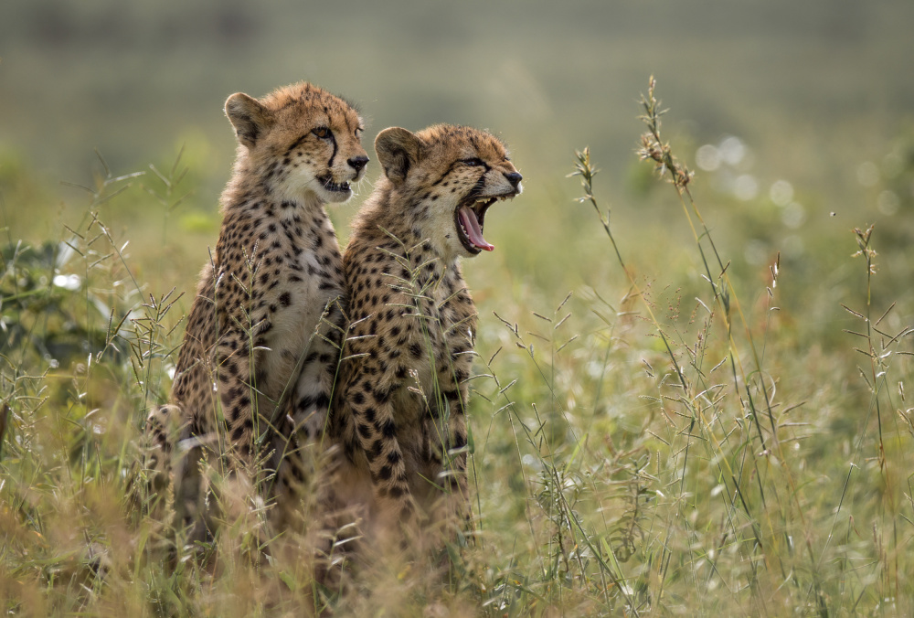 Cheetah brothers yawning a Charlaine Gerber