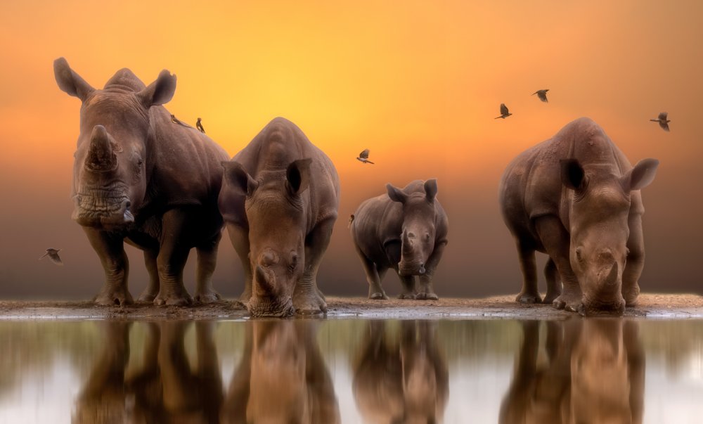 Rhinos by the water..... a Charlaine Gerber