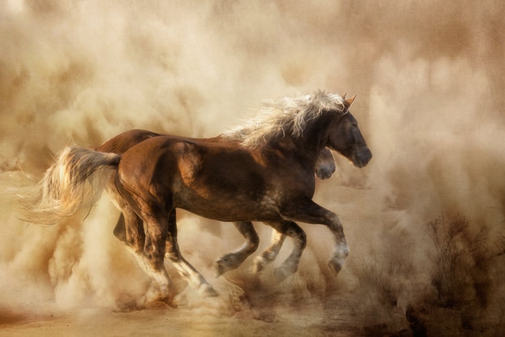 Horses in the dust... a Charlaine Gerber