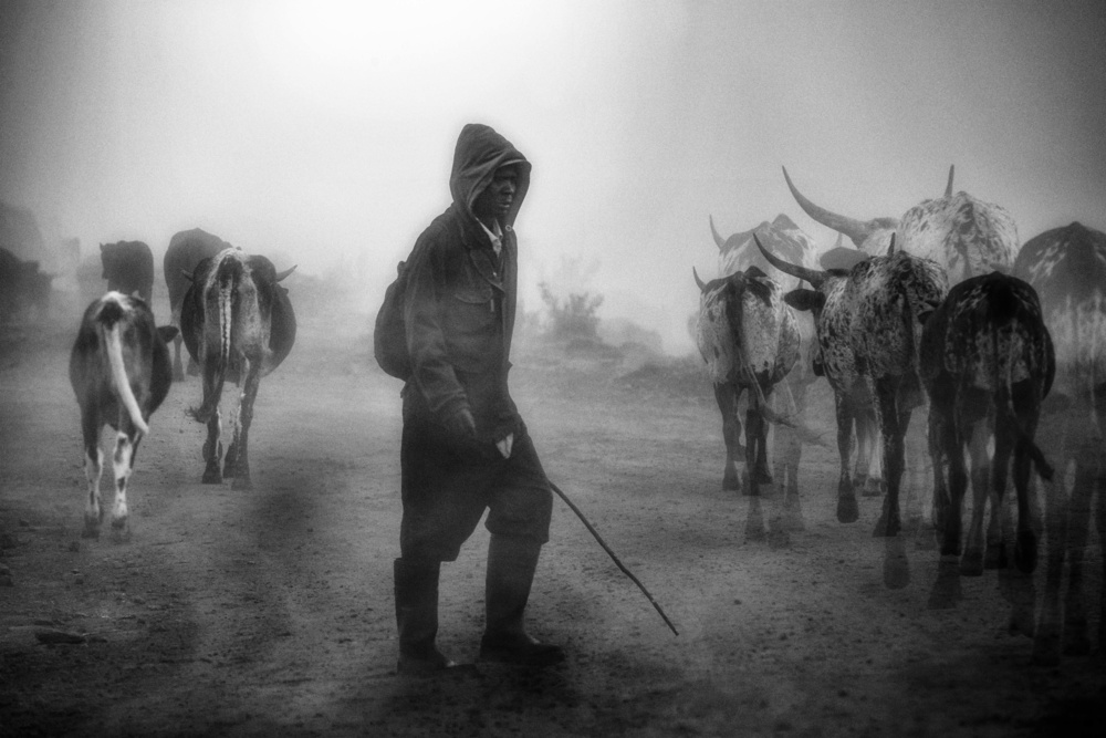 ...cattle herd in the mist... a Charlaine Gerber