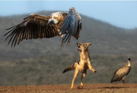 Jackal chasing vulture...