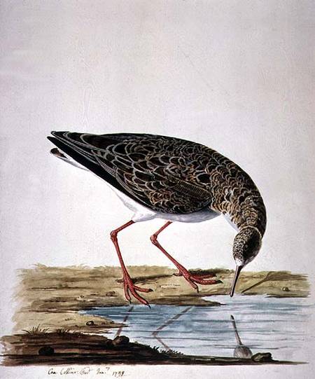 Curlew Sandpiper a Charles Collins