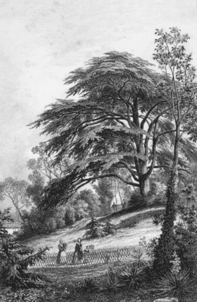 Paris, Jardin des Plantes, Cedar / 1852 a Charles-François Daubigny