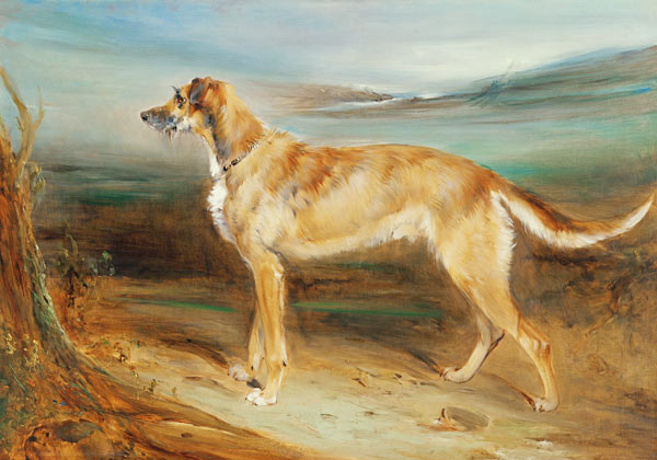 A Scottish Deerhound a Charles Hancock