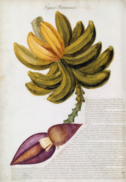 Banana a Charles Plumier