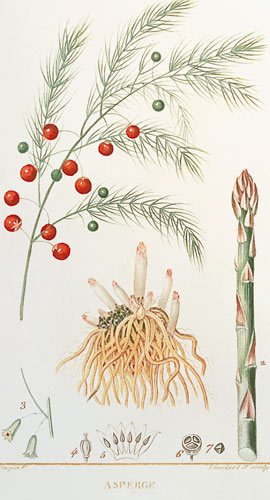 Asparagus: from "Flore Medicale", 1814 a Chaumeton