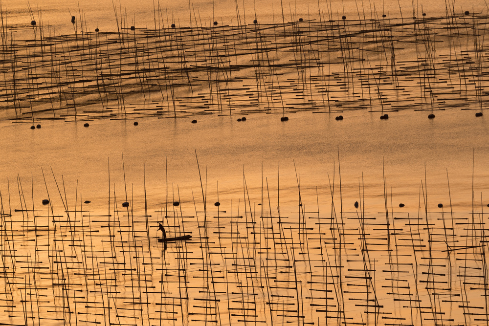 An aquaculture farmer and his farm under sunset a Cheng Chang