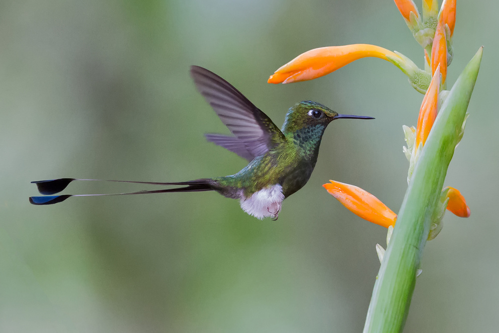 Hummingbird and flower a Cheng Chang